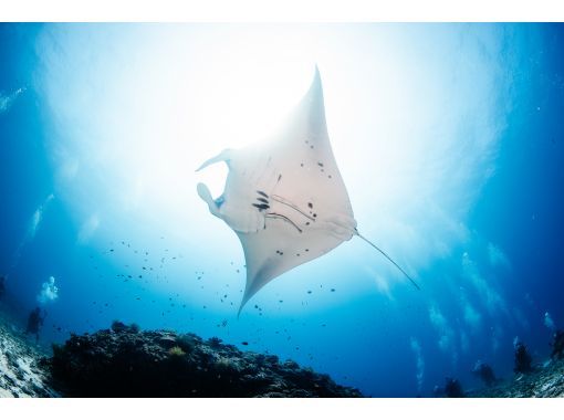 [沖繩/慶良間] 專屬攝影師導遊將為您提供指導，包括設備和交通 有趣的潛水の画像