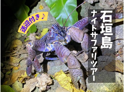 【石垣島/夜】１組限定♪南の島の生き物×星空！今人気の欲張りナイトサファリツアー♪の画像