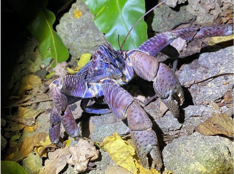 【石垣島/夜】１組限定♪南の島の生き物×星空！今人気の欲張りナイトサファリツアー♪の紹介画像