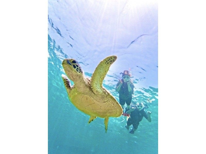 Same-day OK [2 hours] Overwhelming sea turtle encounter rate of 99.99% [8 trips per day] Snorkeling where you can see lots of tropical fish and clownfish! Free transportation, equipment, and photosの紹介画像