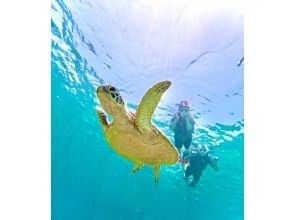 ANA推奨★ウミガメ大接近！？99.99%圧倒的遭遇率！当日OK【2歳〜85歳】ニモやたくさんの熱帯魚に会えるシュノーケル！送迎・写真無料