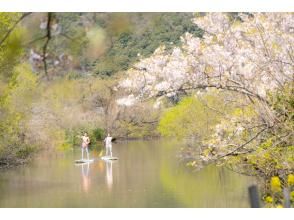 [Limited time] Cherry blossom viewing sunset Suigo SUP tour! Enjoy cherry blossom viewing in a fantastic water village!の画像