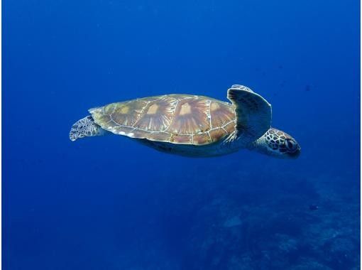 [Enriched air tank 0 yen] Departing from Ginowan Marina on Okinawa's main island. 3 boat dives with enriched air for 22,000 yenの画像