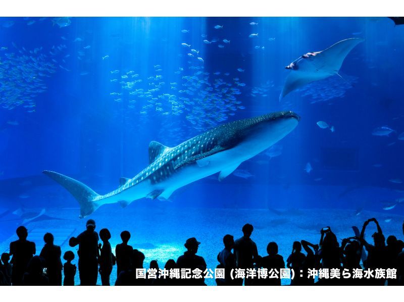 沖縄・那覇】沖縄美ら海水族館チケット｜那覇 HIS LeaLeaラウンジ引換【楽天トラベル 観光体験】