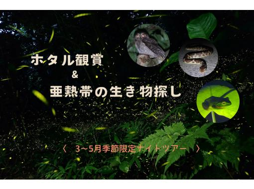 【沖縄・石垣島】3～5月限定！まるで宇宙…幻想的に瞬くホタルの観賞＋夜のジャングル探検ツアー＜1グループ貸切案内＞の画像