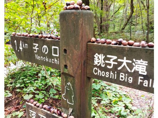 【青森県・奥入瀬渓流ハイライト半日ツアー】ライセンスガイドが車でおすすめスポットをご案内（貸切）の画像