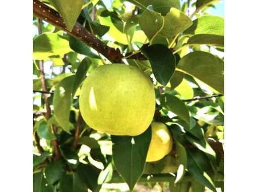 【埼玉・さいたま市】夏の思い出に！シャリシャリでみずみずしい梨の収穫体験！（お子様歓迎・手ぶらでOK）の画像