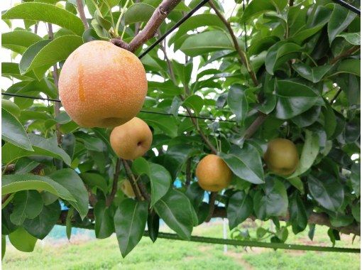 [Saitama, Saitama City] A summer memory! Experience harvesting crunchy and juicy pears!の画像