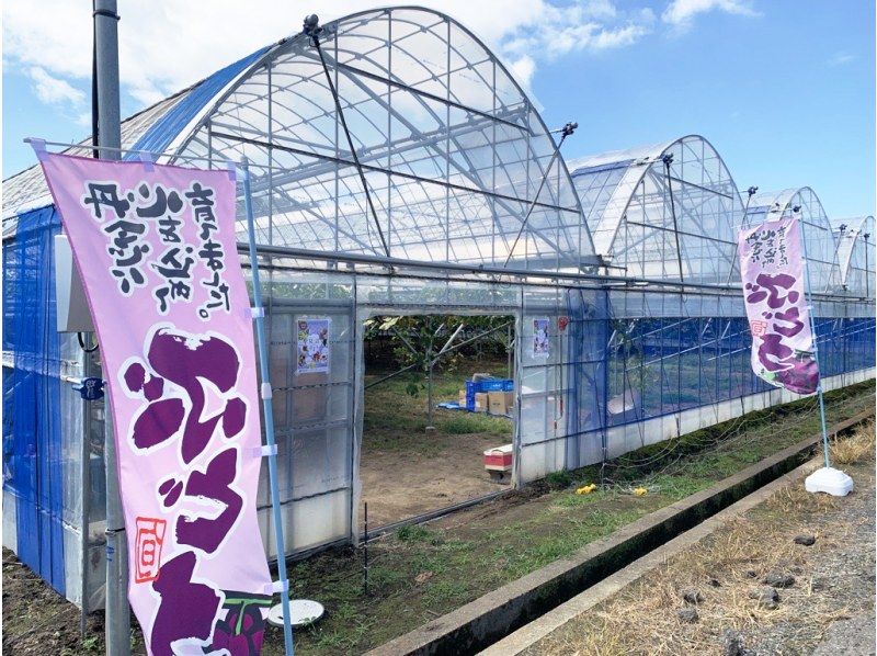 [Saitama/Saitama City] All-you-can-eat popular Shine Muscat for 30 minutes! Would you like to enjoy the elegant sweetness and aroma of freshly harvested grapes? (Children welcome, no need to bring anything)の紹介画像