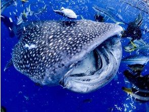[Whale sharks” swim right in front of your eyes! Experience diving] Whale sharks that you can meet outside of Churaumi Aquarium★Encounter rate is 100%★Trial divingの画像