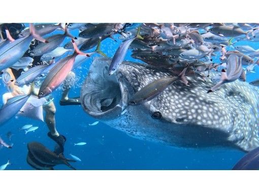 【読谷村】ジンベエザメと体験ダイビング★水族館を超える感動と迫力！GoPro撮影データ全てプレゼント！の画像