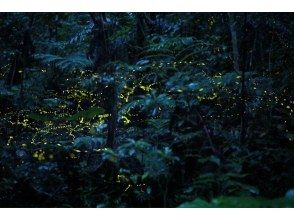 [Activity Japan Limited Special Tour] Firefly Viewing + Mini Night Tourの画像