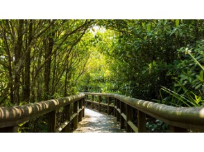 ★From October 2023 [Departing from Naha, Okinawa] Let's go to Yanbaru! A course to enjoy the nature of Yanbaru National Park (Course C) that takes you around the rail forest, mangrove forest, and Daisekirinzan mountain.