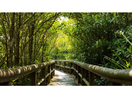 ★From October 2023 [Departing from Naha, Okinawa] Let's go to Yanbaru! A course to enjoy the nature of Yanbaru National Park (Course C) that takes you around the rail forest, mangrove forest, and Daisekirinzan mountain.の画像