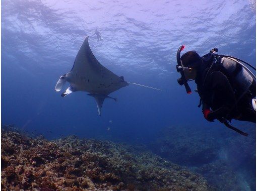 [Okinawa, Ishigaki Island] 2 boat fun diving and skin diving one-day tour ☆ Beginners and solo travelers are welcome in small groups ♪の画像