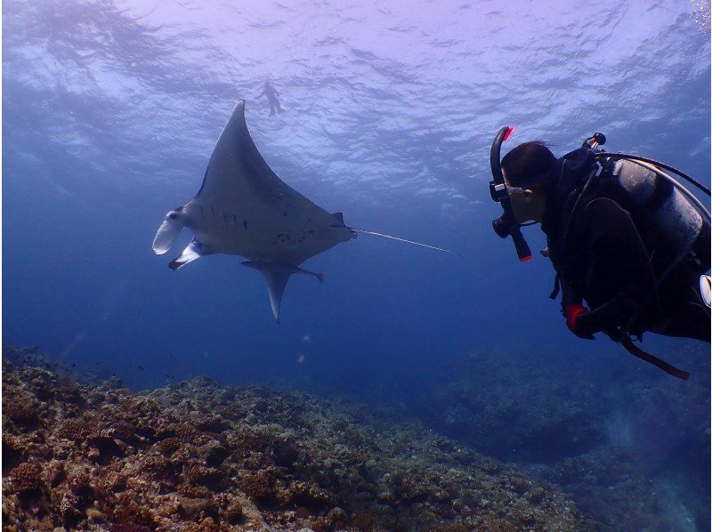 [Okinawa, Ishigaki Island] 2 boat fun diving and skin diving one-day tour ☆ Beginners and solo travelers are welcome in small groups ♪の紹介画像