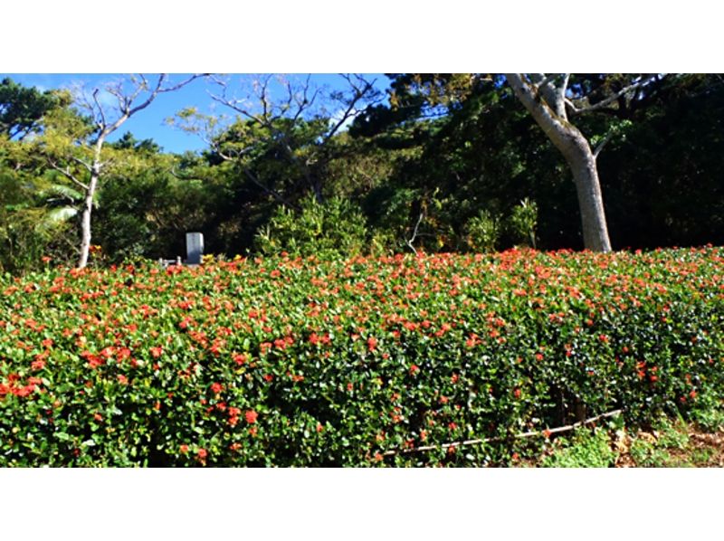 【沖縄・石垣島】バンナ岳トレッキングツアー