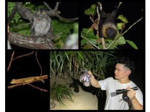 【石垣島／ナイトツアー】お子様連れにもおすすめ！夜のジャングルで南の島の生き物を探そう☆