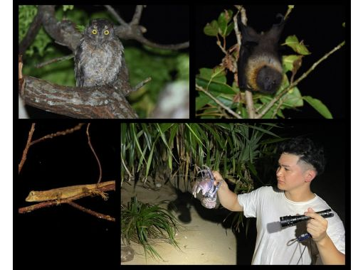 【石垣島／ナイトツアー】お子様連れにもおすすめ！夜のジャングルで南の島の生き物を探そう☆の画像