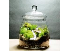 [Osaka, Yodogawa-ku] Moss terrarium making \ Container with knob lid plan / Recommended for couples and first-timersの画像