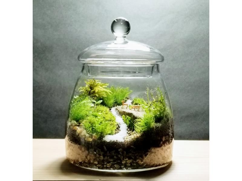 [Osaka, Yodogawa-ku] Moss terrarium making \ Container with knob lid plan / Recommended for couples and first-timersの紹介画像