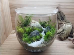 [Yodogawa-ku, Osaka] Making a moss terrarium \ 8cm diameter flat container with lid plan / Recommended for couples and first-timersの画像