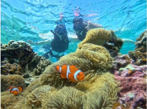 [Okinawa, Yonaguni Island] Enjoy the great outdoors on a remote island in the middle of the ocean! Subtropical snorkeling tour!の画像