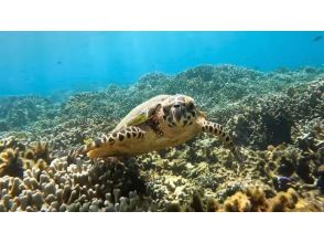 [Okinawa, Sesoko Island] Free 4K camera (GoPro) photo shoot♪ Banana boat snorkeling tour & marine tour in the sea where sea turtles live