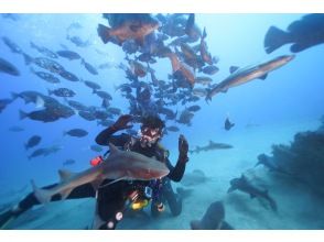 Shark scramble diving! [Chiba/Tateyama] Free transportation from Shibuya! Beginner consultation, experienced people welcome! Group discount available!