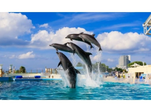 【오키나와・나하/차탄발】글라스 보트와 비세 후쿠기 가로수・해양박공원・미하마 아메리칸 빌리지 코스(B코스)の画像