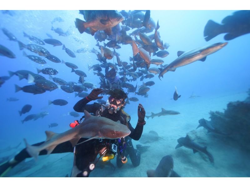 マシャダイビングチケット7枚 Tokyo ·izu-Oshima】 underwater Photo included! Experience