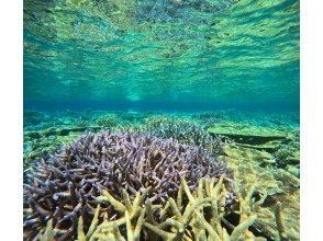  [Okinawa Motobu, Sesoko Island/Minna Island] Near Churaumi Aquarium, 2 boat diving