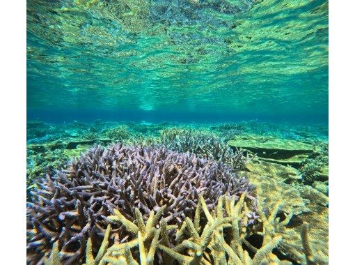 SALE！【沖縄本部・瀬底島/水納島】美ら海水族館近く、２ボートダイビング！ビギナー様大歓迎！の画像