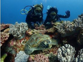[Okinawa Ishigaki Island Diving] Experience diving with sea turtles and manta rays for a full day of fun ☆ Small group size, beginners and solo travelers are welcome ♪の画像