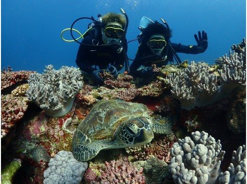 [Okinawa Ishigaki Island Diving] Experience diving with sea turtles and manta rays for a full day of fun ☆ Small group size, beginners and solo travelers are welcome ♪の画像