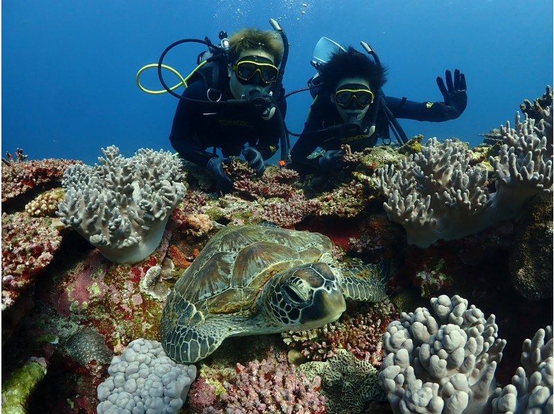 [Okinawa Ishigaki Island Diving] Experience diving with sea turtles and manta rays for a full day of fun ☆ Small group size, beginners and solo travelers are welcome ♪の紹介画像