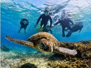 [Kagoshima/Amami Oshima] Sea turtle snorkeling experience tour! Free underwater video shooting service! Encounter rate: 100%! 0K per person!の画像