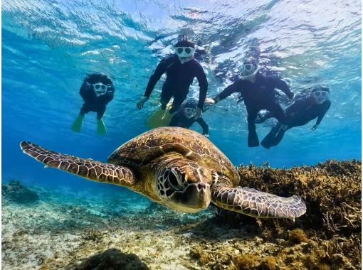 [奄美大島]超級夏季促銷2024年海龜浮潛體驗之旅！免費水下影片拍攝服務！相遇率：100%！人均0K！の画像
