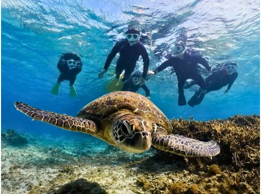 【奄美大島】海龜浮潛體驗之旅！免費水下影片禮物！團體和個人都可以！の画像