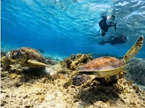[Kagoshima/Amami Oshima] Sea turtle snorkeling experience tour! Free underwater video shooting service! Encounter rate: 100%! 0K per person!の画像