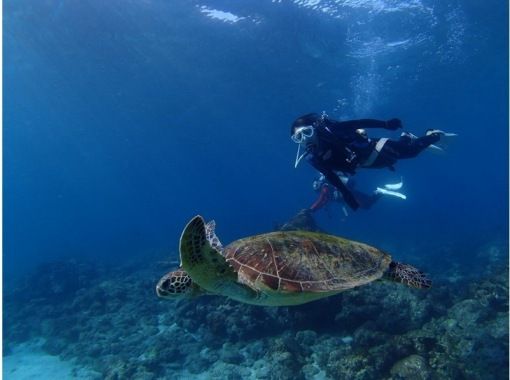 The most likely to encounter sea turtles among all our plans! Experience diving with sea turtles! ★From 3pm onwards, we are giving away a "Choose your own fun ticket"!!の画像