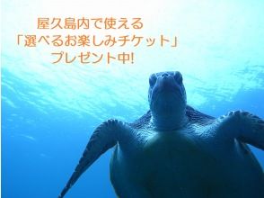야쿠시마에서 사용할 수있는 「선택 할 수있는 즐거움 티켓」선물 중! 당점 플랜 중 바다 거북 조우율 No.1! 체험 다이빙 바다 거북 코스!