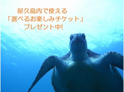 야쿠시마에서 사용할 수있는 「선택 할 수있는 즐거움 티켓」선물 중! 당점 플랜 중 바다 거북 조우율 No.1! 체험 다이빙 바다 거북 코스!の画像