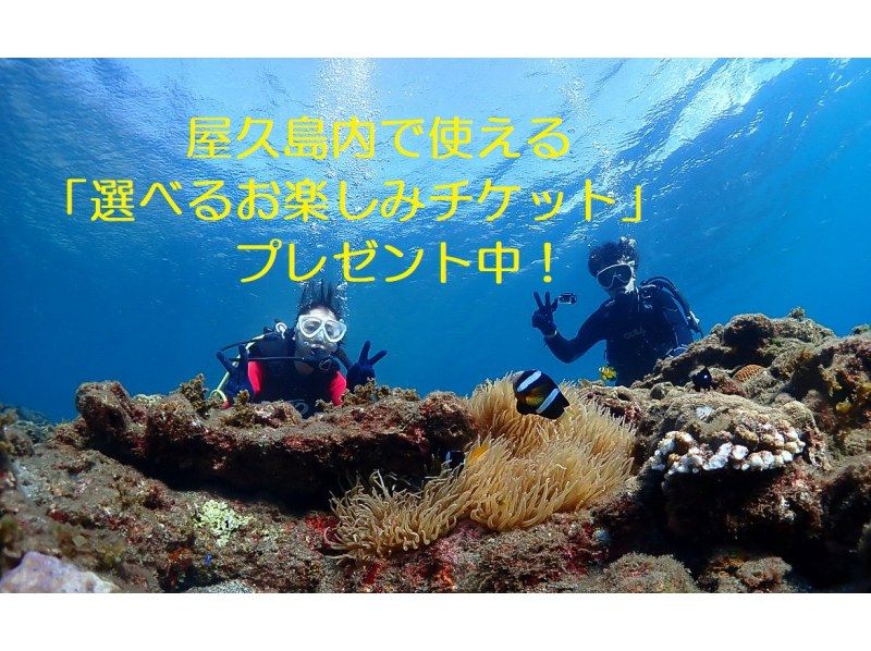 【鹿児島・屋久島】ショートコース体験ダイビング！滞在時間有効活用！水着レンタル無料！屋久島で使える「選べるお楽しみチケット」プレゼント中！