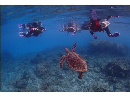 【鹿児島・屋久島】屋久島でシュノーケリング☆手ぶらでOK！ウミガメ探し☆到着日・離島日にも☆バスタオル・水着も無料貸出有り！の画像