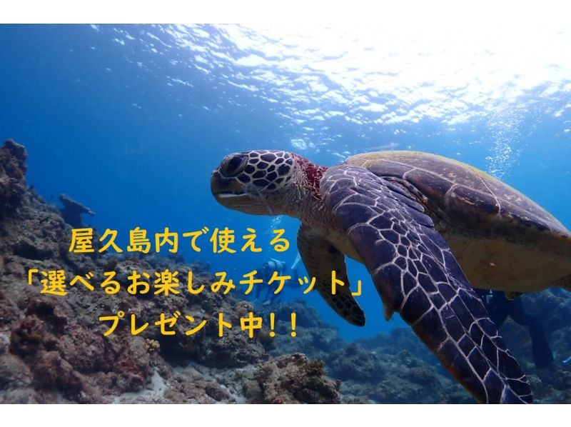 We are giving away "Selectable Fun Tickets" that can be used in Yakushima! "Selectable Fun Ticket Experience Diving (2 Dives) Sea Turtle Course! I want to enjoy the sea to the fullest!の紹介画像