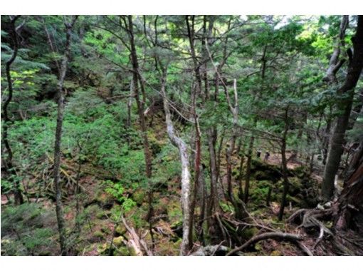 富士山 青木原jukai 原始森林徒步旅遊 Activityjapan 富士山 青木原jukai 原始森林徒步旅遊 Activityjapan