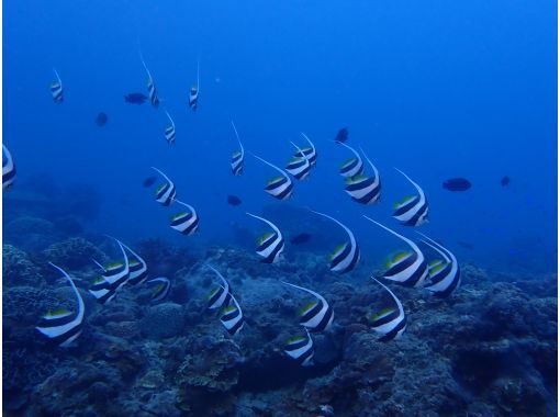 【四国・徳島】熱帯魚の楽園　参加の皆さんの水中写真もプレゼント！　ぽっこり小島で体験ダイビングの画像