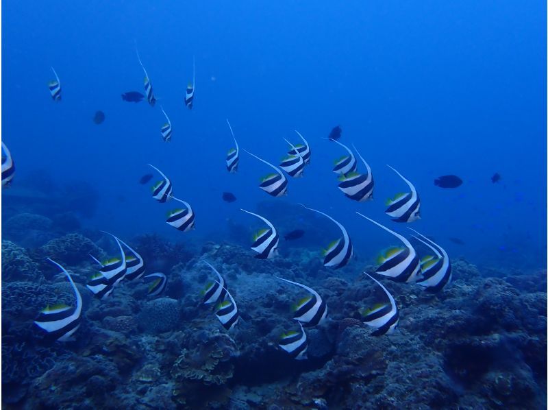 [四国-徳島】體驗熱帶魚天堂Pokkori Kojima深潛の紹介画像