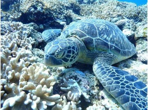 [โอกินาว่า/เกาะอิชิงากิ] “เต่าทะเล” ไม่ต้องกังวลว่าจะเมาเรือ! - เต่าทะเลดำน้ำดูปะการังจากชายหาด ☆ ถ้ำสีน้ำเงิน ☆の画像